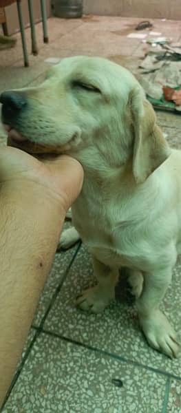 labrador female puppy for sale 2