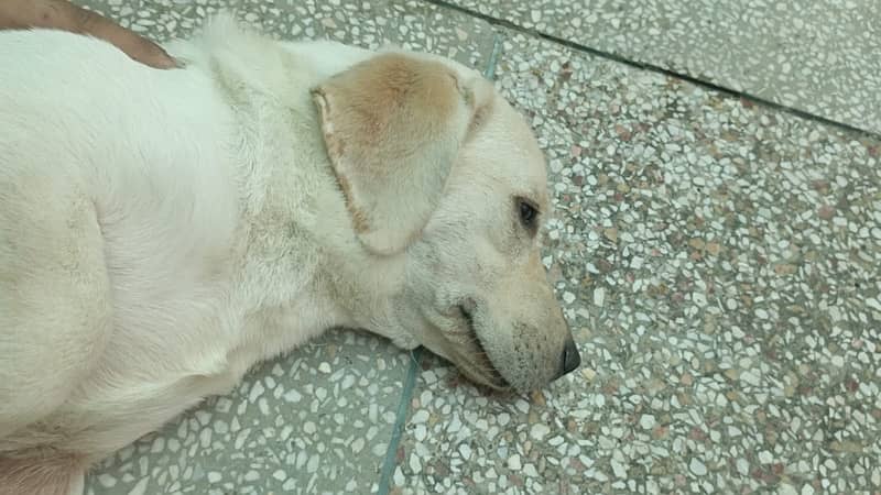 labrador female puppy for sale 3