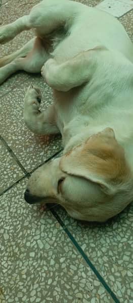 labrador female puppy for sale 4