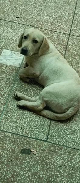 labrador female puppy for sale 5