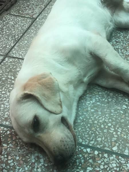 labrador female puppy for sale 6