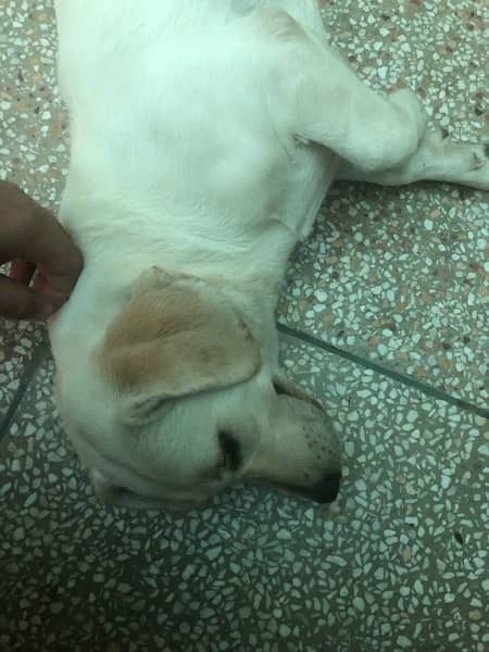 labrador female puppy for sale 7