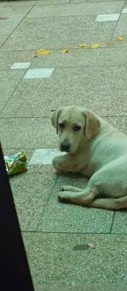 labrador female puppy for sale 8