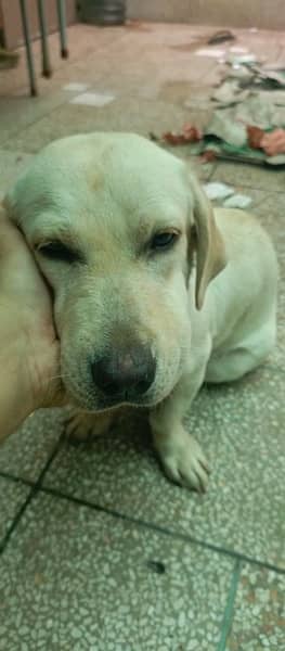 labrador female puppy for sale 9