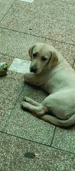 labrador female puppy for sale 10