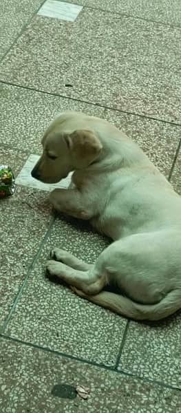 labrador female puppy for sale 11