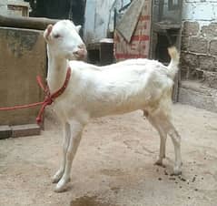 Bakri for Sale