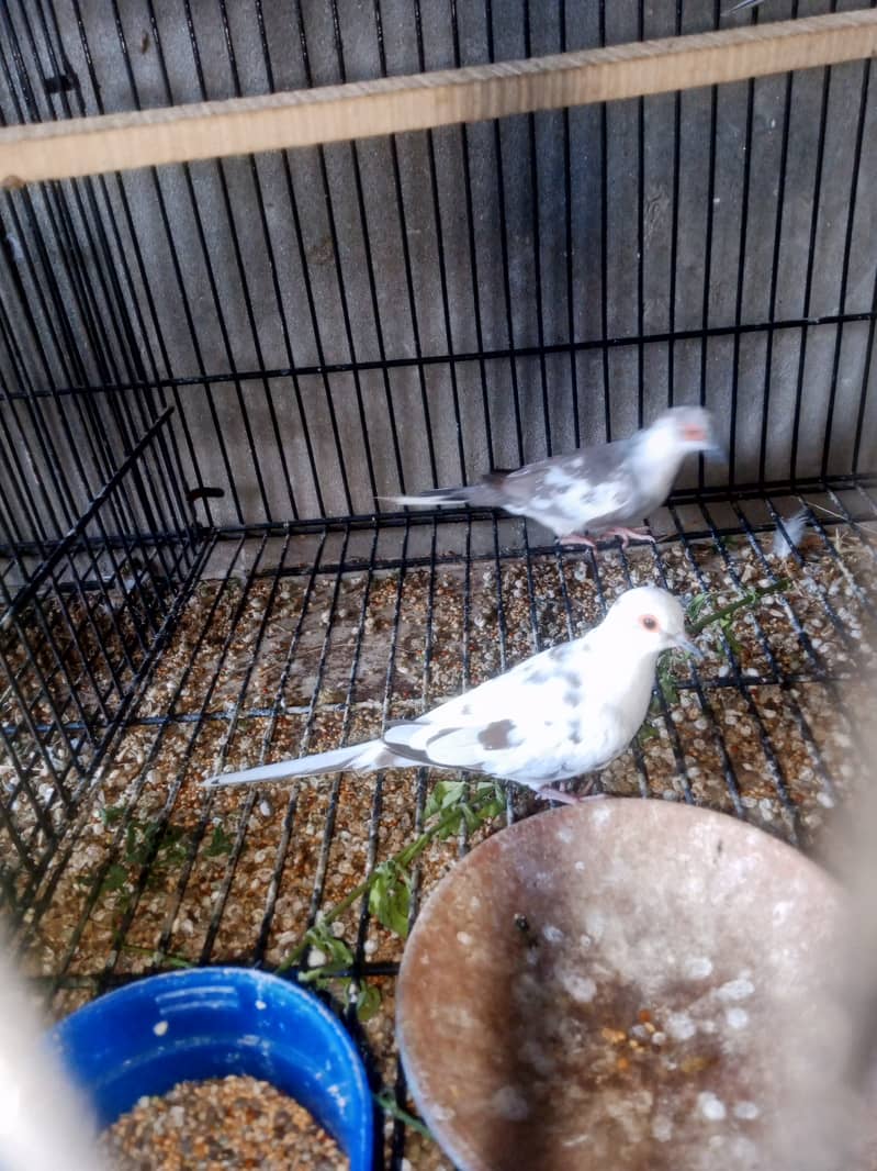 Diamond Dove bridar pair extra male available 0