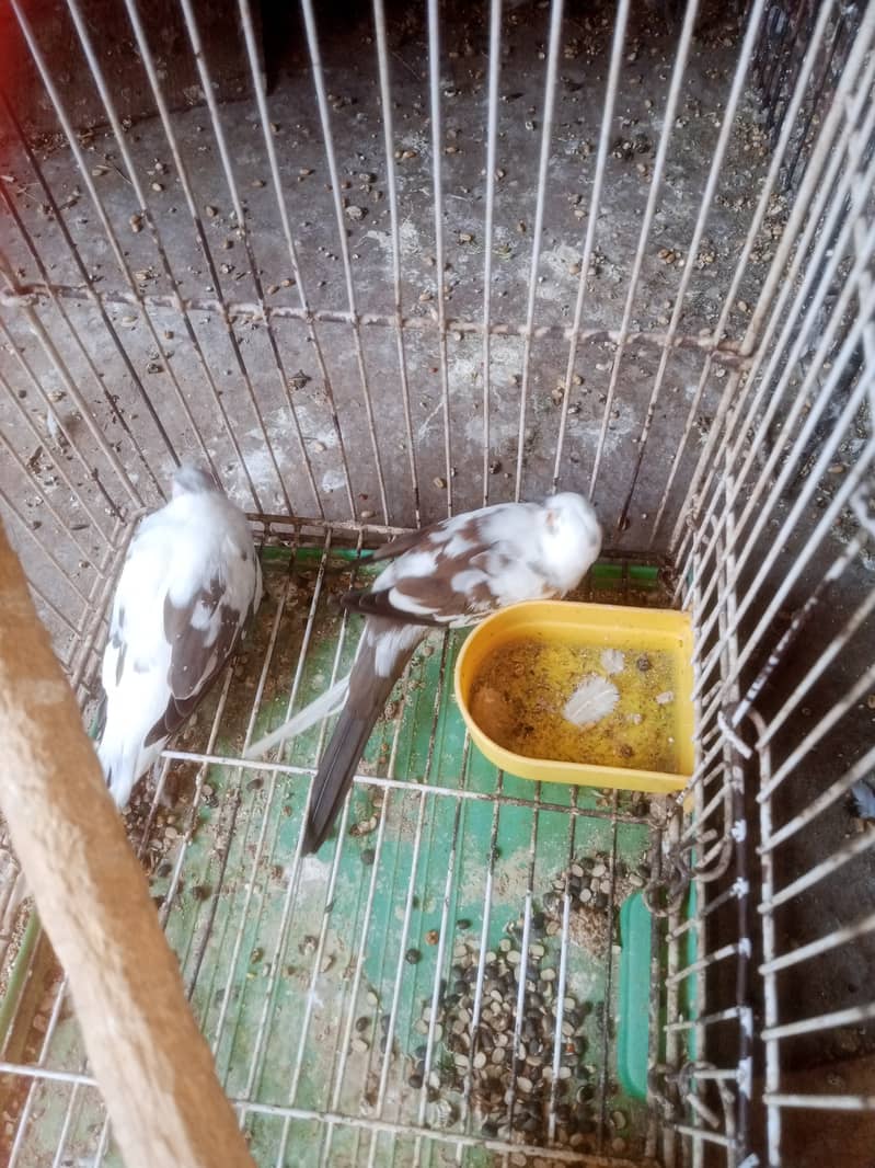 Diamond Dove bridar pair extra male available 1