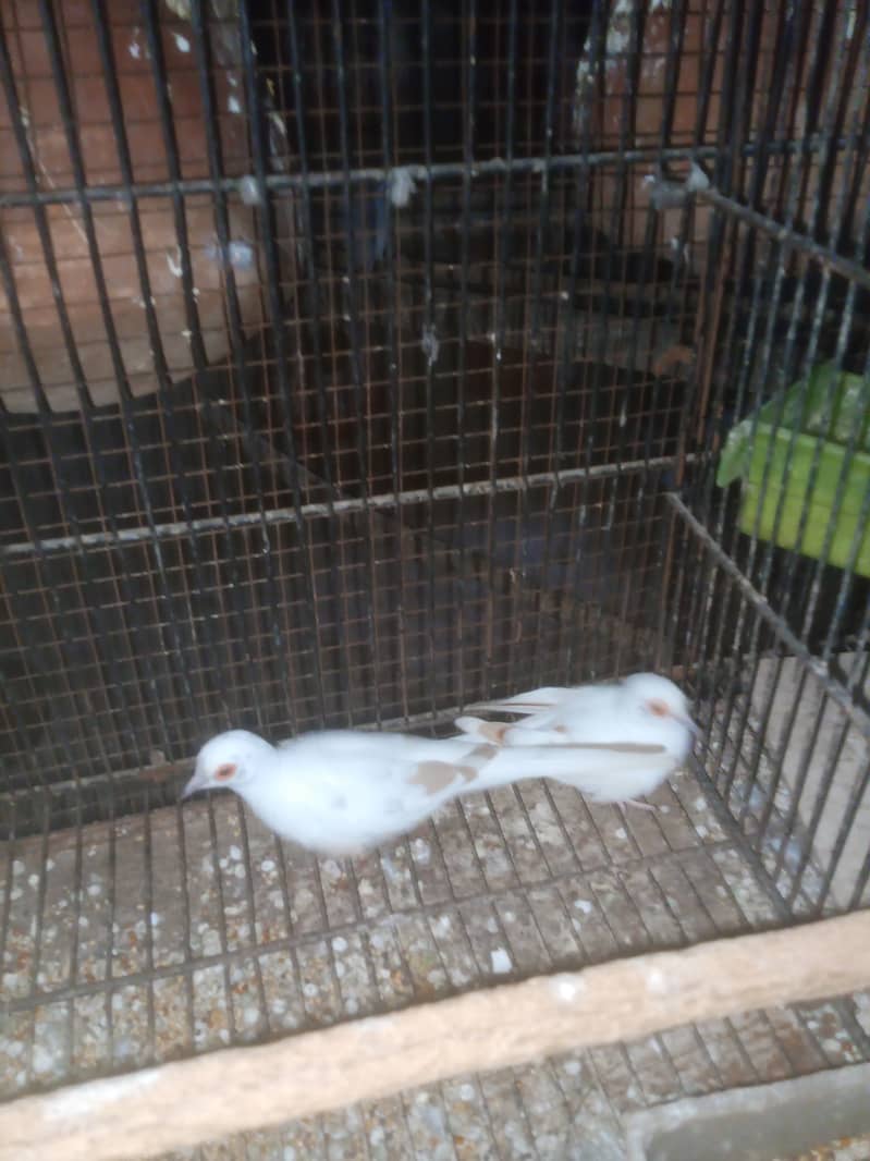 Diamond Dove bridar pair extra male available 2