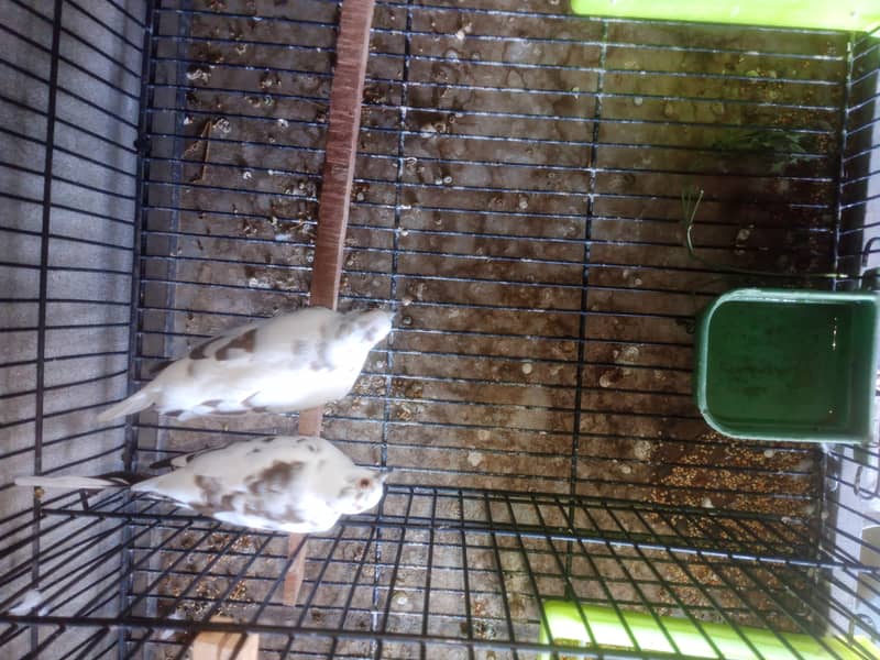 Diamond Dove bridar pair extra male available 3