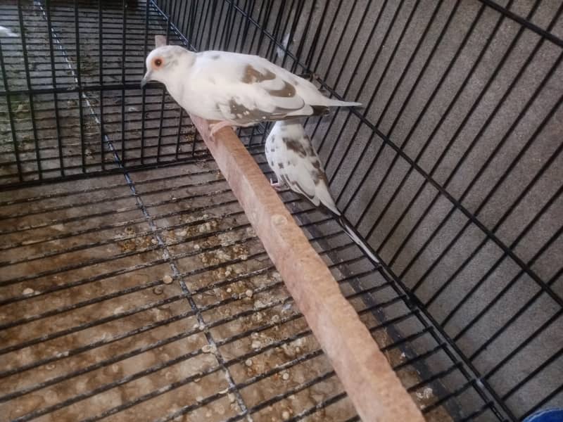 Diamond Dove bridar pair extra male available 4