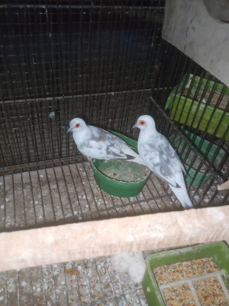 Diamond Dove bridar pair extra male available 5