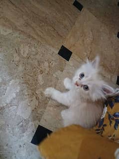 triple couted persian kittens only 5000 each