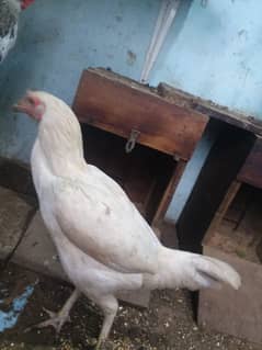 4 hens for urgently sell