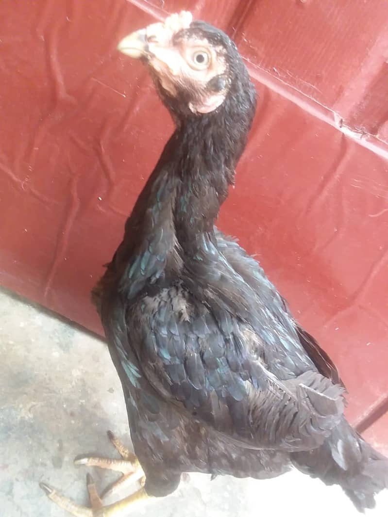 4 hens for urgently sell 2