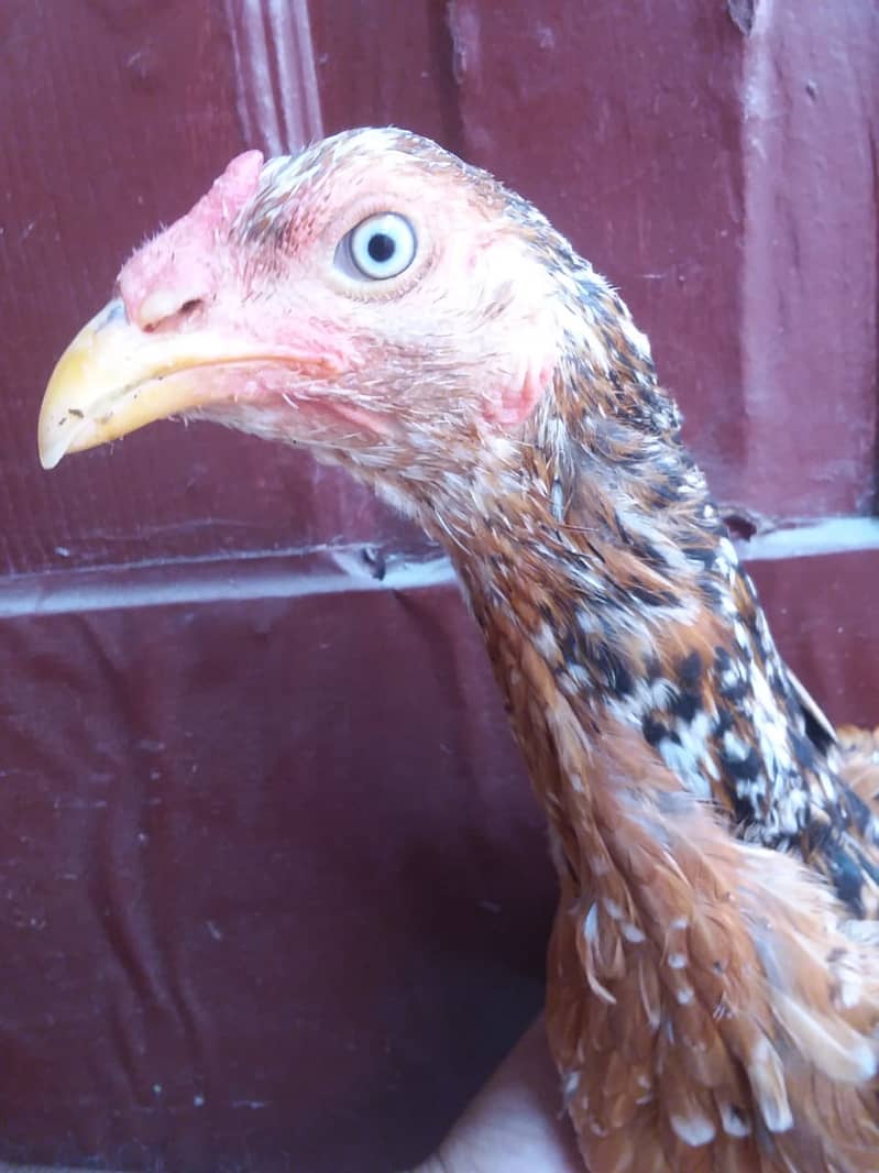 4 hens for urgently sell 4