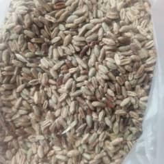 Black wheat