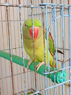 red shoulder green parrot big size female