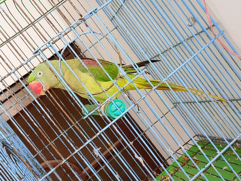 red shoulder green parrot big size female 1