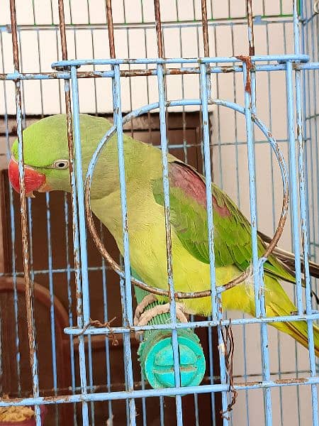 red shoulder green parrot big size female 2