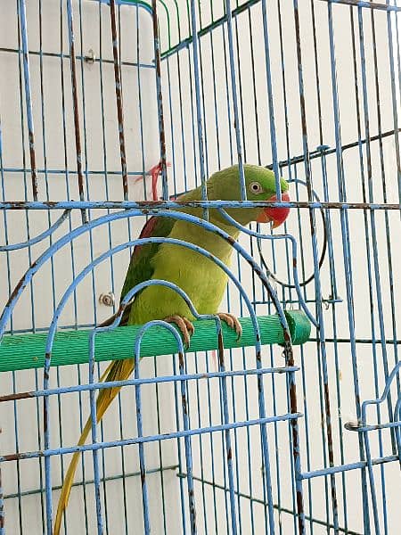 red shoulder green parrot big size female 4