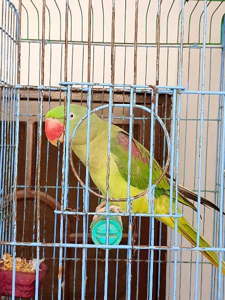 red shoulder green parrot big size female 5