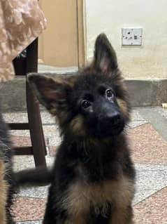 German Shepherd long coat male puppy.