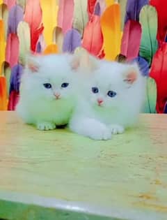 persion cat for sale my WhatsApp number03238950275