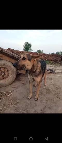 German Shepherd and mix bagadi