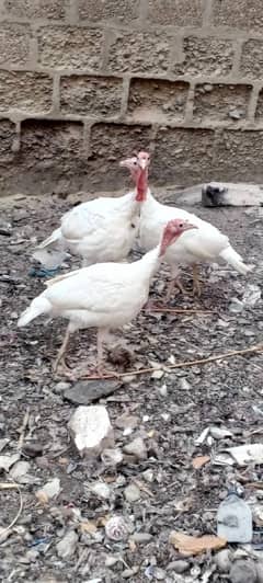 TURKEY FOR SALE 03110245067