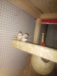 zebra finch 2 pair for sale