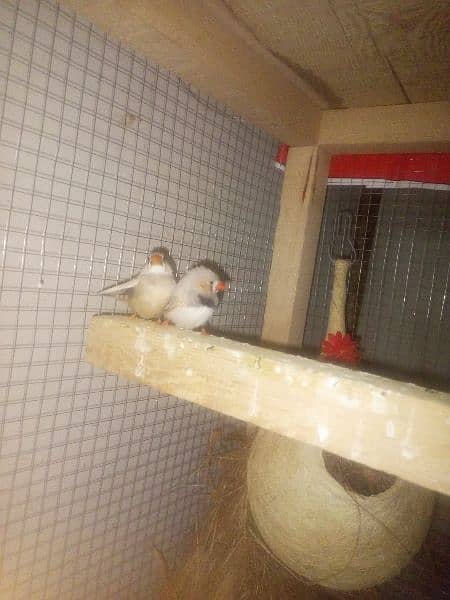 zebra finch 2 pair for sale 0