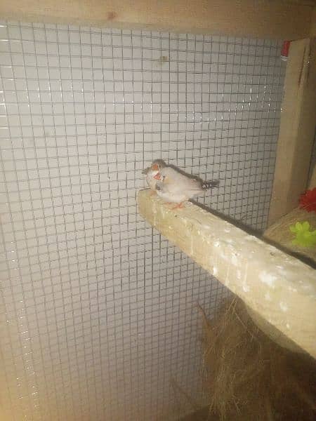 zebra finch 2 pair for sale 1