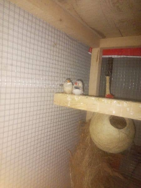 zebra finch 2 pair for sale 2