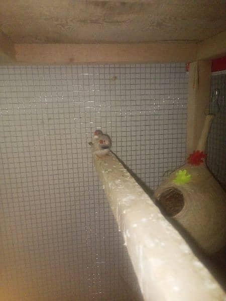 zebra finch 2 pair for sale 3