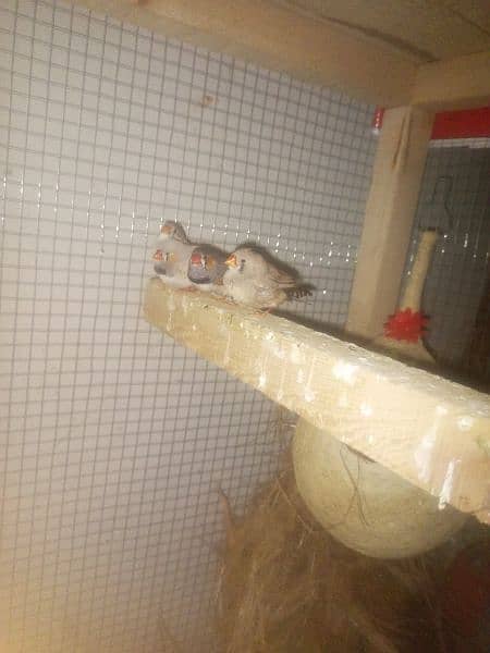 zebra finch 2 pair for sale 4