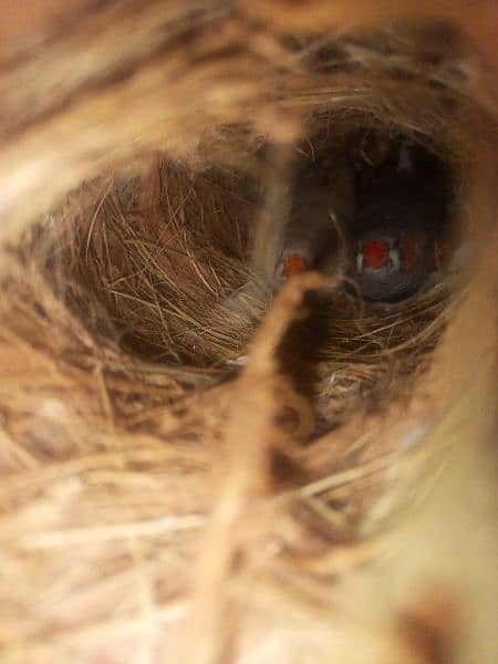 zebra finch 2 pair for sale 5