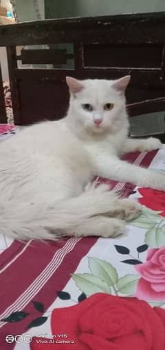 Persian Double Coated Male Sale For Okara What'sApp No 03436662286