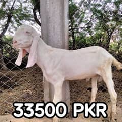 Bakra