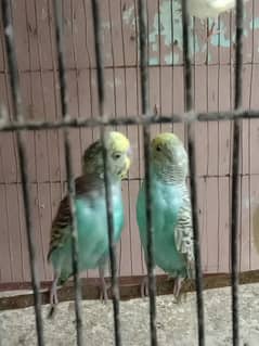 Budgies per pair Rs. 350