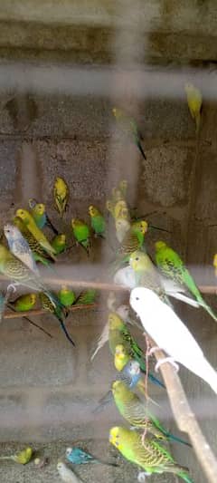 parrot pair high in demand