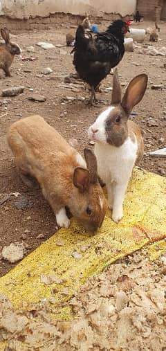 home breed desi rabbits