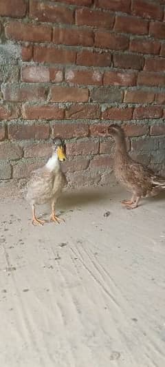 active and healthy duck pairs eggs laying Whatsapp 03155110956