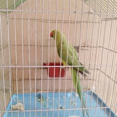 female ringneck parrot