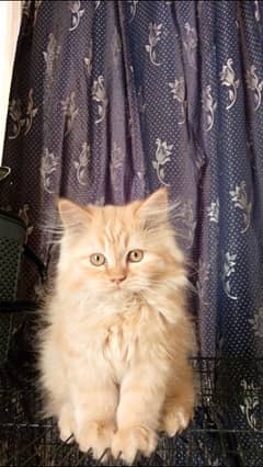 Persian x British Longhair kitten