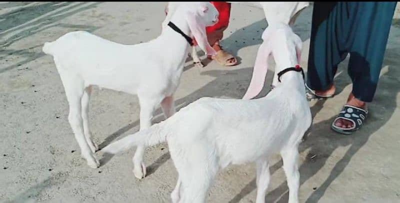 2 bacchon wali gulabi bakri for sale call 03433066498 3