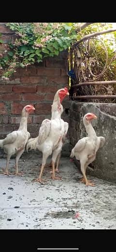 Premium Quality 100% Pure German White O Shamo Chicks Chriss Bloodline