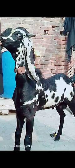 mashallah ambratsir beetal Bakra kheera bohat he acha Bakra achi hight