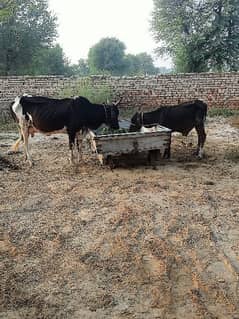 Cross jersey cow with bachra